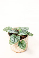 Apoballis sp. "Frog"